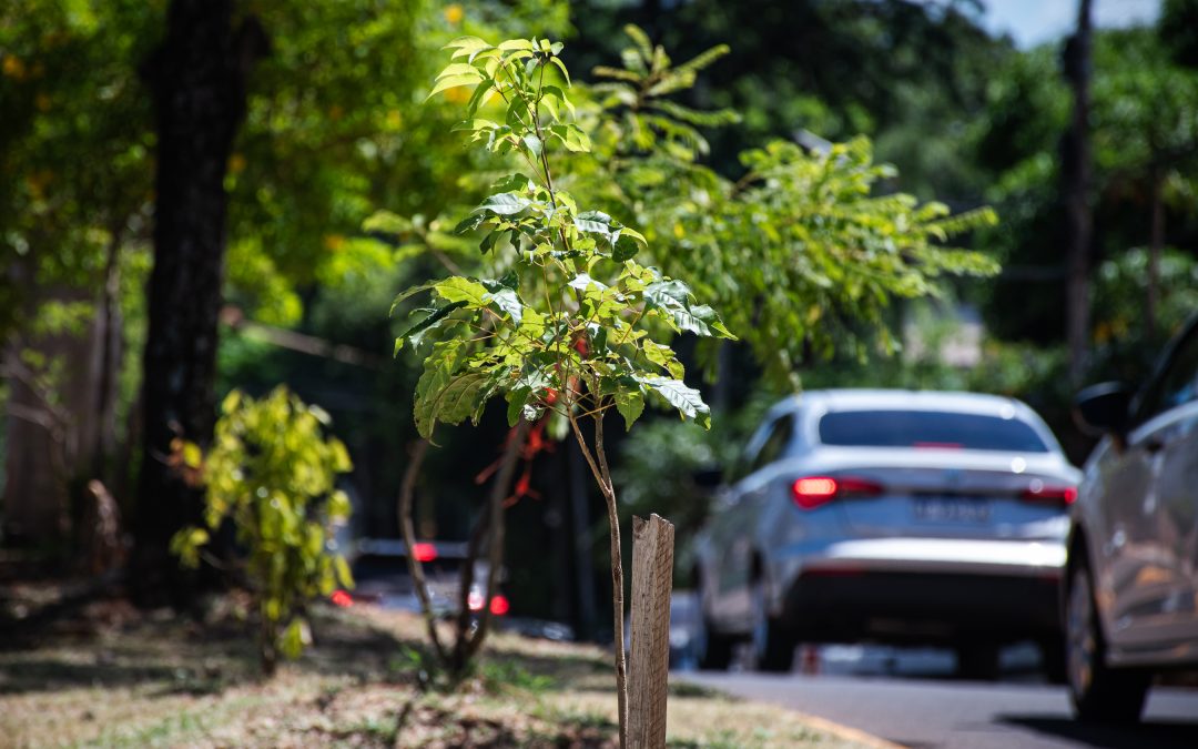 Conocé las pautas para el arbolado urbano
