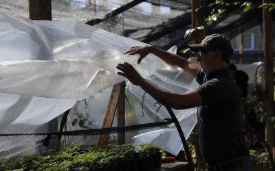 Vivero Municipal: un pulmón verde que cultiva vida